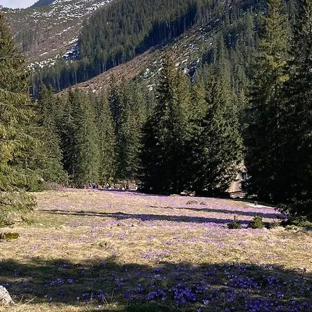 Nauczycielskie Centrum Alojamento de Acomodação e Pequeno-almoço Zakopane